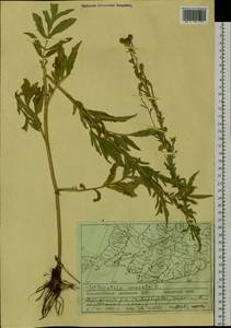 Serratula coronata L., Siberia, Russian Far East (S6) (Russia)
