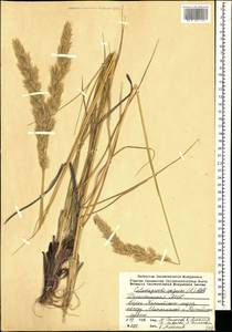 Calamagrostis epigejos (L.) Roth, Caucasus, Dagestan (K2) (Russia)