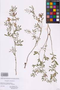Astragalus arenarius L., Eastern Europe, Western region (E3) (Russia)