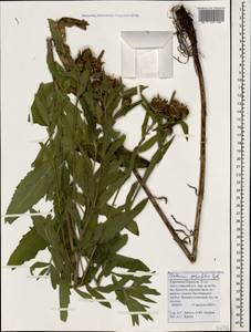 Centaurea phrygia subsp. salicifolia (M. Bieb. ex Willd.) Mikheev, Caucasus, Stavropol Krai, Karachay-Cherkessia & Kabardino-Balkaria (K1b) (Russia)