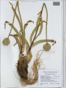 Allium carolinianum Redouté, Middle Asia, Pamir & Pamiro-Alai (M2) (Kyrgyzstan)