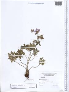 Geranium pratense L., Siberia, Baikal & Transbaikal region (S4) (Russia)