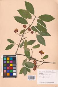 Euonymus europaeus L., Eastern Europe, North Ukrainian region (E11) (Ukraine)