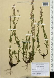 Polygala comosa Schkuhr, Eastern Europe, Central forest-and-steppe region (E6) (Russia)
