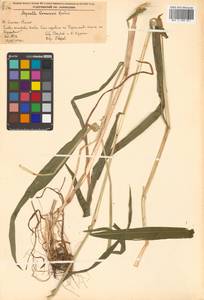 Leymus komarovii (Roshev.) J.L.Yang & C.Yen, Siberia, Russian Far East (S6) (Russia)