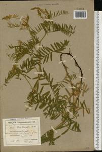 Vicia tenuifolia Roth, Eastern Europe, North Ukrainian region (E11) (Ukraine)