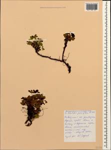 Sibbaldia parviflora Willd., Caucasus, Krasnodar Krai & Adygea (K1a) (Russia)