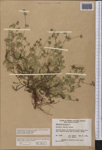 Sherardia arvensis L., America (AMER) (Canada)