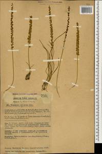 Triglochin maritima L., Caucasus, Georgia (K4) (Georgia)