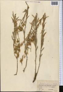 Linaria angustissima (Loisel.) Borbás, Middle Asia, Dzungarian Alatau & Tarbagatai (M5) (Kazakhstan)