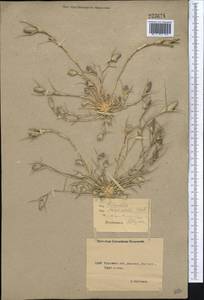 Sporobolus schoenoides (L.) P.M.Peterson, Middle Asia, Northern & Central Kazakhstan (M10) (Kazakhstan)