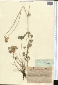 Aquilegia lactiflora Kar. & Kir., Middle Asia, Western Tian Shan & Karatau (M3) (Kyrgyzstan)