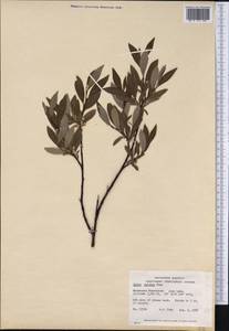 Salix pulchra Cham., America (AMER) (Canada)