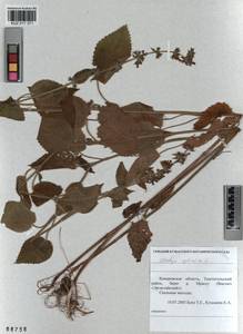 Stachys sylvatica L., Siberia, Altai & Sayany Mountains (S2) (Russia)