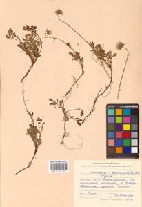 Geum pentapetalum (L.) Makino, Siberia, Russian Far East (S6) (Russia)