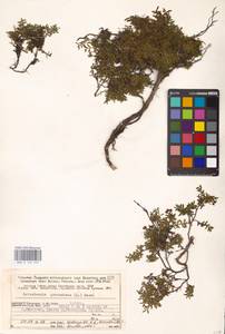 Kalmia procumbens (L.) Gift, Kron & P. F. Stevens, Eastern Europe, Northern region (E1) (Russia)