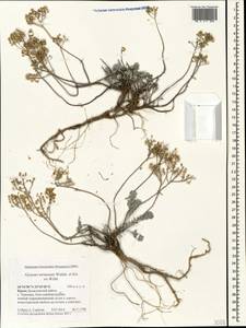 Odontarrhena tortuosa subsp. tortuosa, Crimea (KRYM) (Russia)