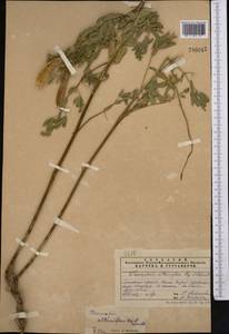 Thermopsis alterniflora Regel & Schmalh., Middle Asia, Pamir & Pamiro-Alai (M2) (Tajikistan)