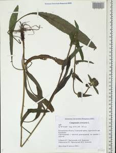 Campanula cervicaria L., Eastern Europe, Central forest region (E5) (Russia)