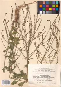 MHA 0 153 982, Verbena officinalis L., Eastern Europe, West Ukrainian region (E13) (Ukraine)