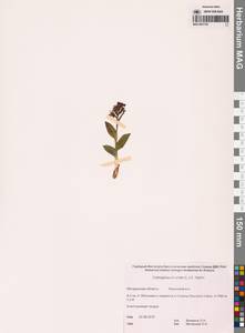 Dactylorhiza viridis (L.) R.M.Bateman, Pridgeon & M.W.Chase, Siberia, Chukotka & Kamchatka (S7) (Russia)