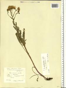 Jacobaea erucifolia subsp. grandidentata (Ledeb.) V. V. Fateryga & Fateryga, Eastern Europe, South Ukrainian region (E12) (Ukraine)