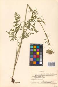 Silphiodaucus prutenicus subsp. prutenicus, Eastern Europe, Moscow region (E4a) (Russia)