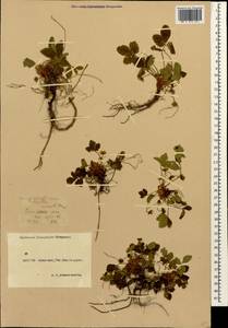 Potentilla micrantha Ramond ex DC., Caucasus, Krasnodar Krai & Adygea (K1a) (Russia)