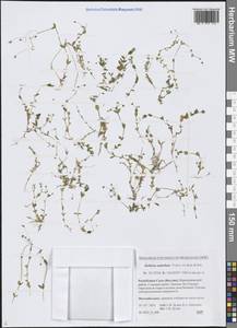 Stellaria irrigua Bunge, Siberia, Yakutia (S5) (Russia)