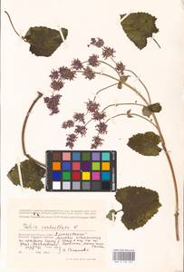 MHA 0 156 509, Salvia verticillata L., Eastern Europe, Lower Volga region (E9) (Russia)