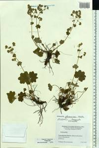 Alchemilla glaucescens Wallr., Eastern Europe, Western region (E3) (Russia)