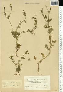 Adonis aestivalis L., Eastern Europe, South Ukrainian region (E12) (Ukraine)