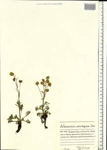 Artemisia norvegica, Eastern Europe, Northern region (E1) (Russia)
