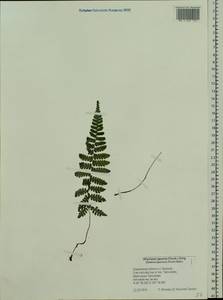 Deparia japonica (Thunb.) M. Kato, Siberia, Russian Far East (S6) (Russia)