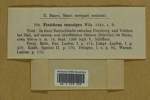 Fissidens crassipes Wilson ex Bruch & Schimp., Bryophytes, Bryophytes - Western Europe (BEu) (Austria)