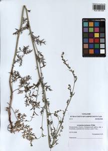 Artemisia laciniata Willd., Siberia, Altai & Sayany Mountains (S2) (Russia)