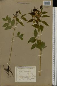 Lathyrus vernus (L.) Bernh., Eastern Europe, North Ukrainian region (E11) (Ukraine)