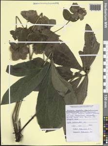 Helleborus orientalis subsp. orientalis, Caucasus, Black Sea Shore (from Novorossiysk to Adler) (K3) (Russia)