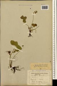 Fragaria viridis Duchesne, Caucasus, Stavropol Krai, Karachay-Cherkessia & Kabardino-Balkaria (K1b) (Russia)