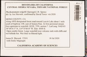 Ptychostomum weigelii (Biehler) J.R. Spence, Bryophytes, Bryophytes - America (BAm) (United States)