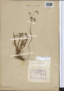 Luzula wahlenbergii Rupr., Eastern Europe, Northern region (E1) (Russia)