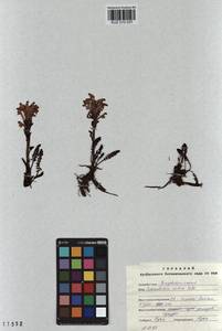 Pedicularis oederi, Siberia, Altai & Sayany Mountains (S2) (Russia)