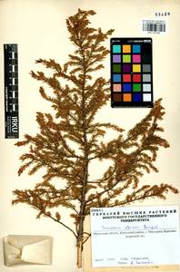 Juniperus communis var. saxatilis Pall., Siberia, Baikal & Transbaikal region (S4) (Russia)