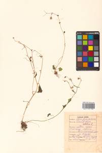 Saxifraga sibirica L., Siberia, Russian Far East (S6) (Russia)