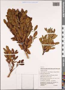 Polyscias aubrevillei (Bernardi) Bernardi, Africa (AFR) (Madagascar)