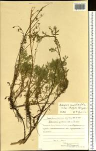Artemisia stechmanniana Besser, Siberia, Chukotka & Kamchatka (S7) (Russia)