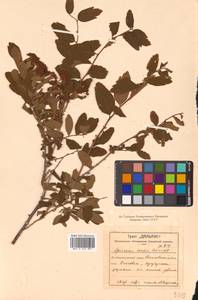 Spiraea media Schmidt, Siberia, Russian Far East (S6) (Russia)