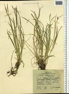 Carex hakkodensis Franch., Siberia, Russian Far East (S6) (Russia)