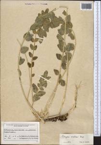 Astragalus sewertzowii, Middle Asia, Pamir & Pamiro-Alai (M2) (Uzbekistan)