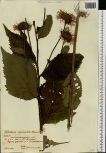 Telekia speciosa (Schreb.) Baumg., Eastern Europe, West Ukrainian region (E13) (Ukraine)